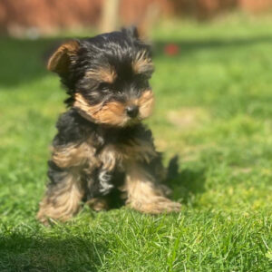 Puppy’s name:Luna