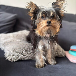 Puppy’s name:Trinity