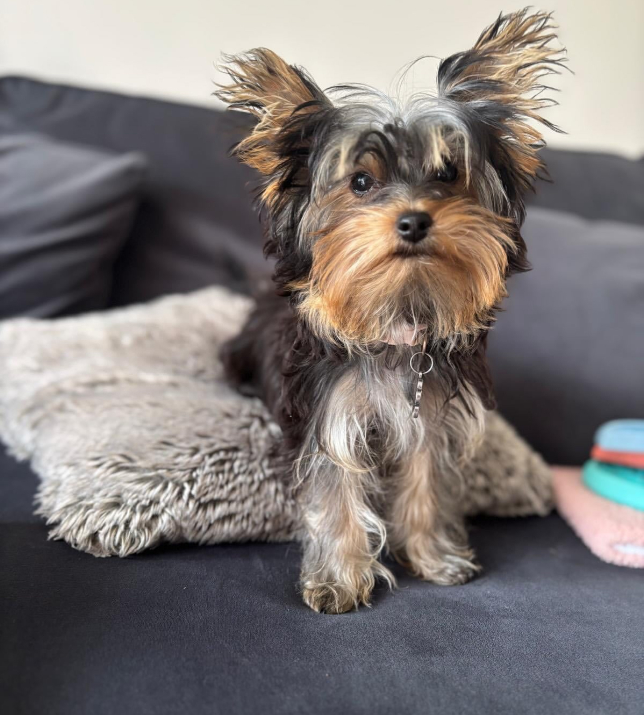 Puppy’s name:Trinity