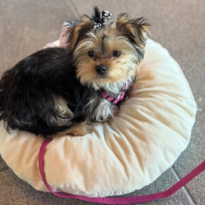 Puppy’s name:Abby