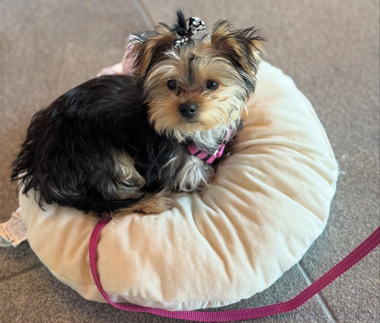Puppy’s name:Abby