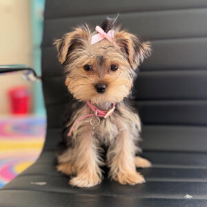 Puppy’s name:Maizy
