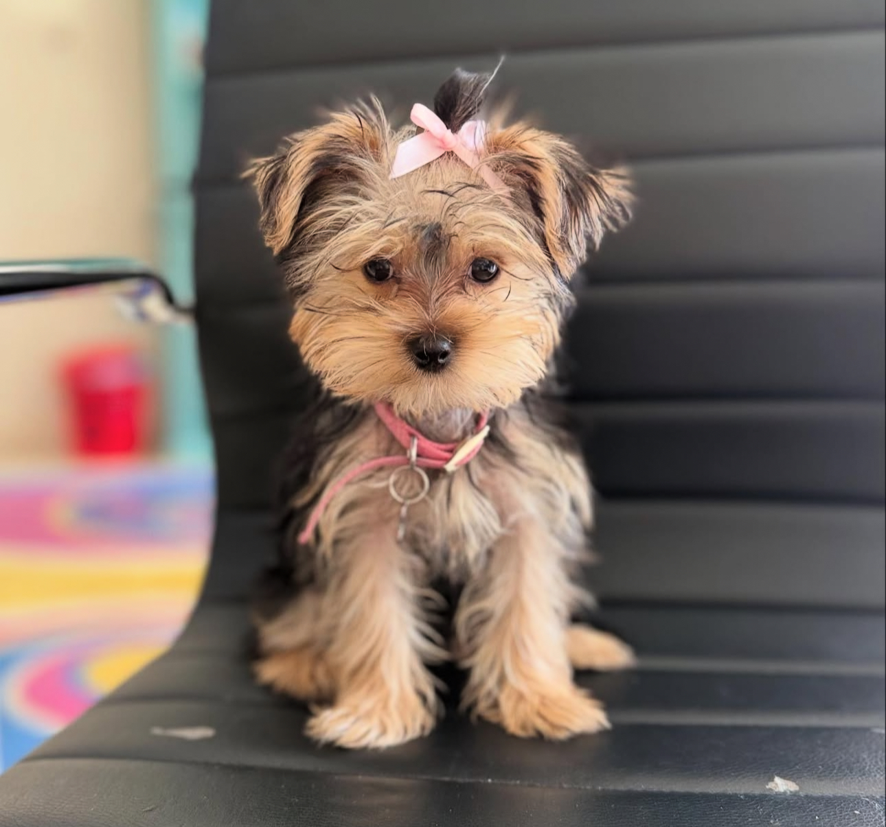 Puppy’s name:Maizy