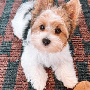 Puppy’s name:Sparky