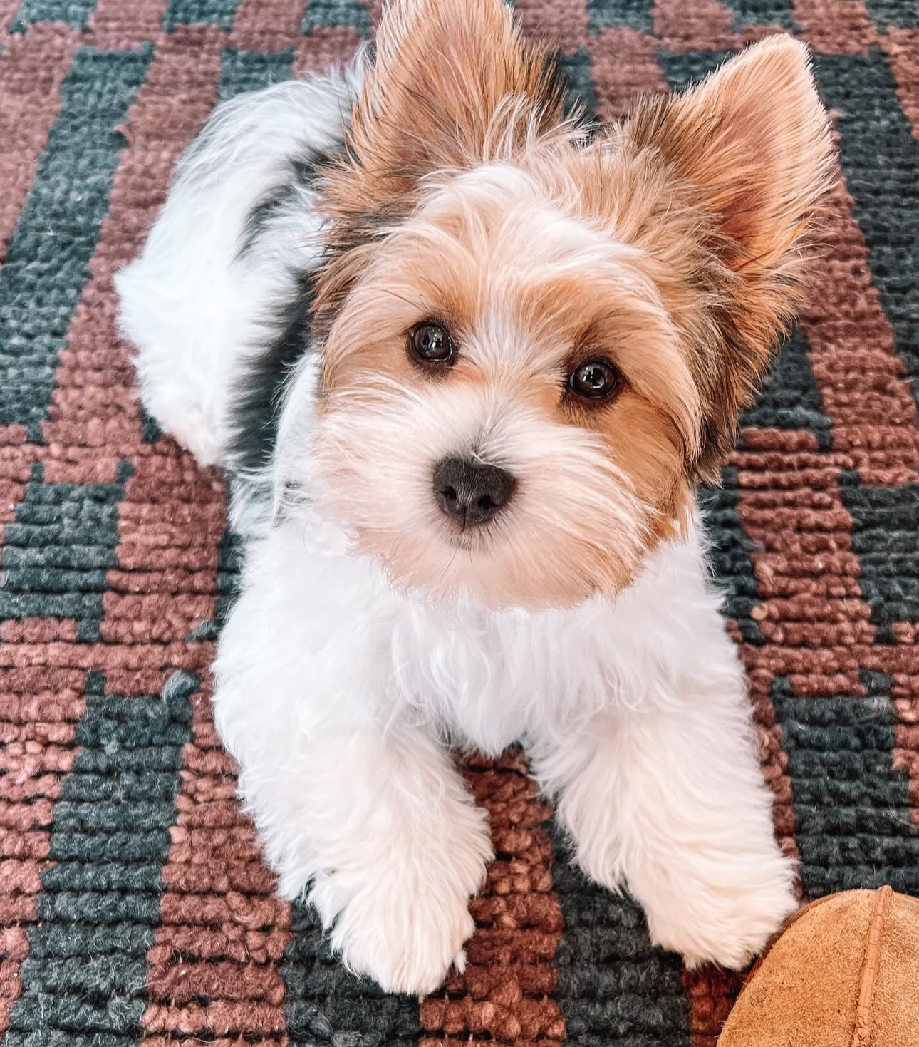 Puppy’s name:Sparky