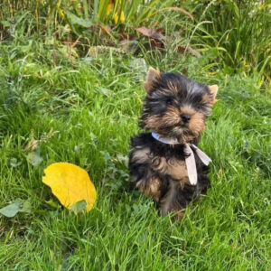 Puppy’s name:Adora