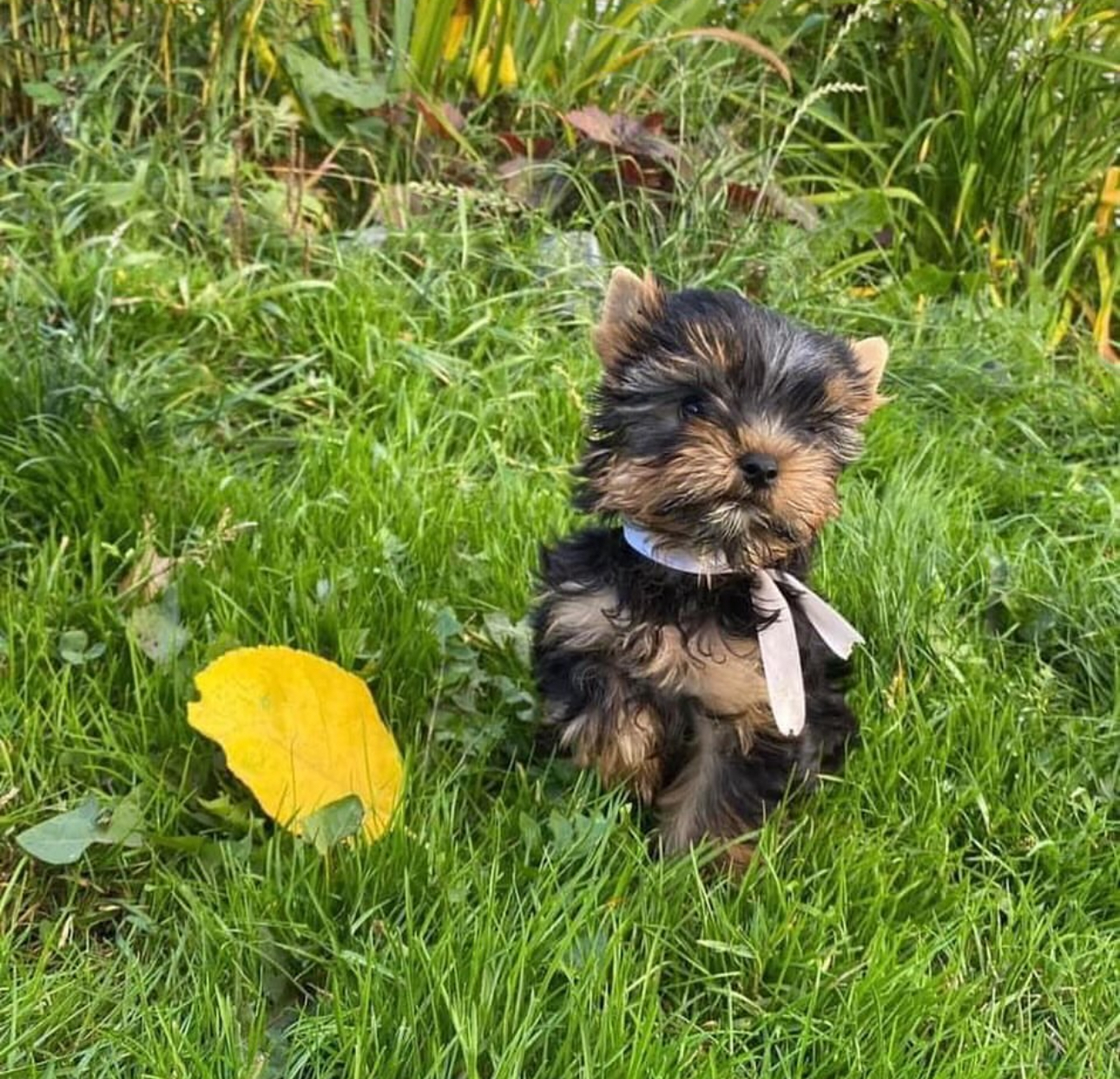 Puppy’s name:Adora