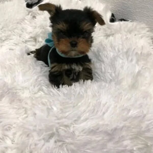 Puppy’s name:Aspen