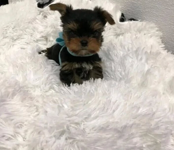 Puppy’s name:Aspen