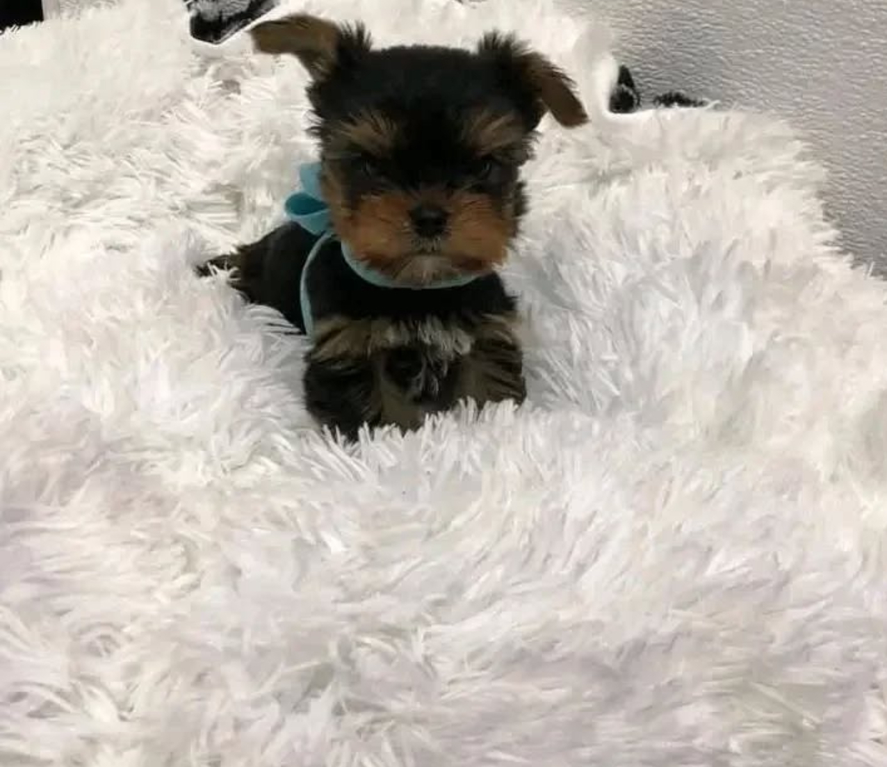 Puppy’s name:Aspen