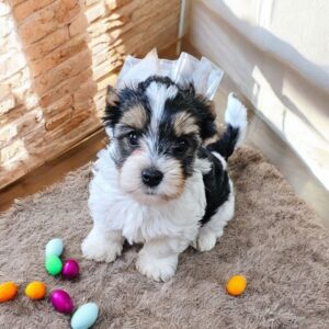 Puppy’s name:Eleanor