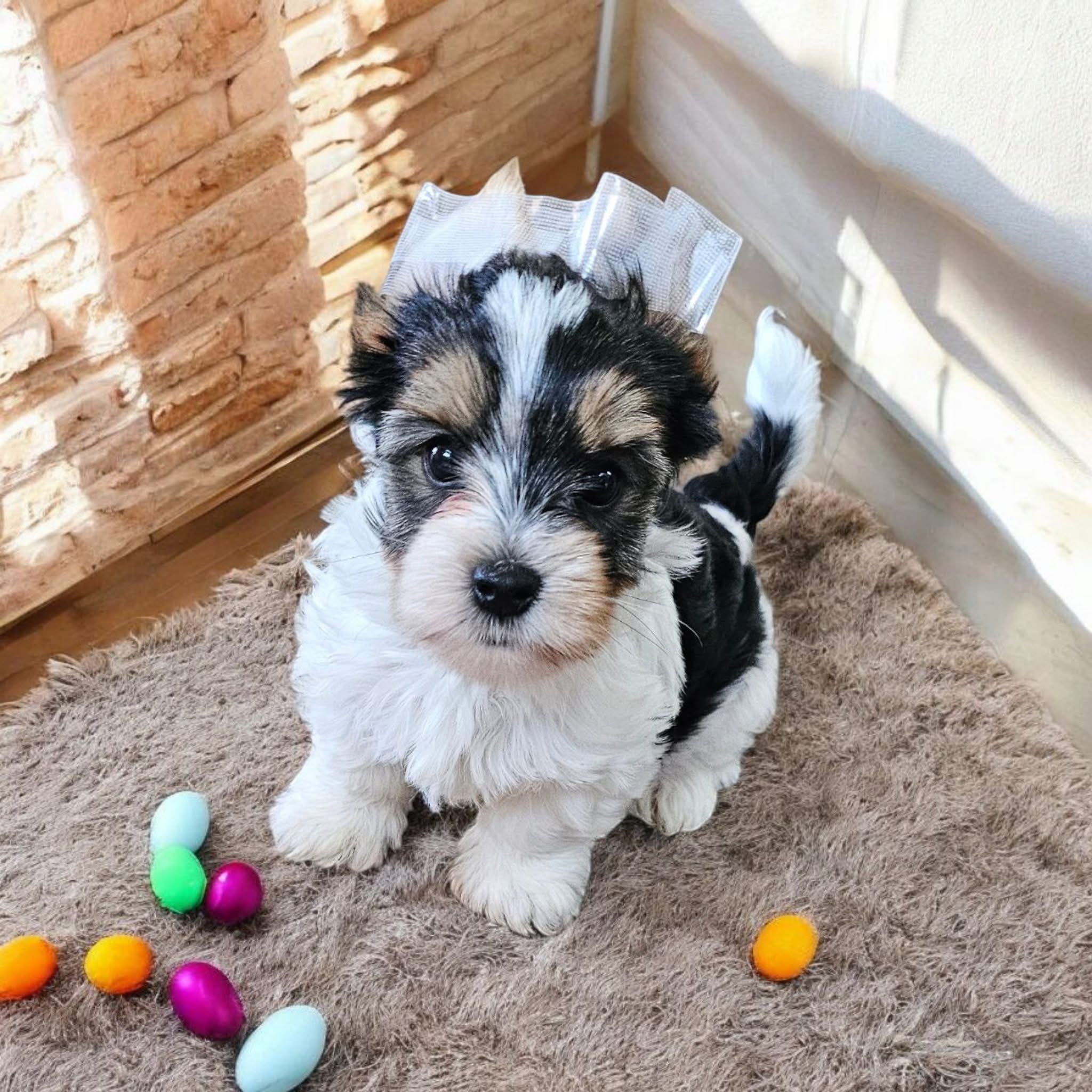Puppy’s name:Eleanor