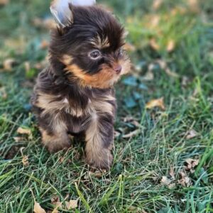 Puppy’s name:Sue