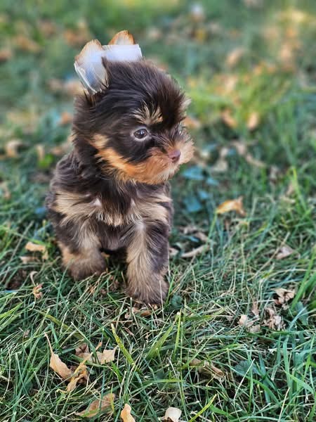Puppy’s name:Sue