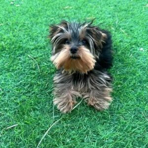 Puppy’s name:Jackie