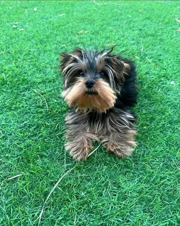 Puppy’s name:Jackie